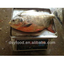 FROZEN RED POMFRET WHOLE ROUND
